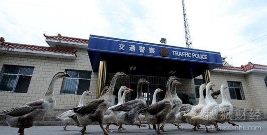新疆沙湾警方养鹅防贼揭用动物防贼大攻略5