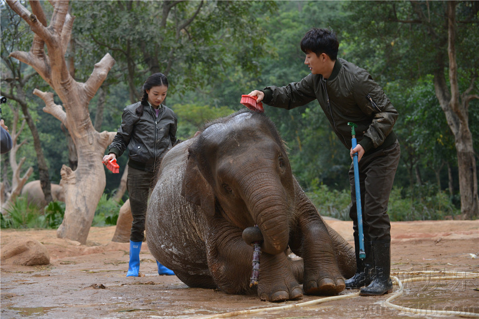 《奇妙的朋友》公开照片 倪妮黄轩给大象洗香