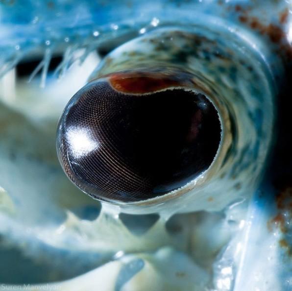 梦见鱼有五个嘴巴眼睛何解，探索梦境中的神秘象征与深层含义