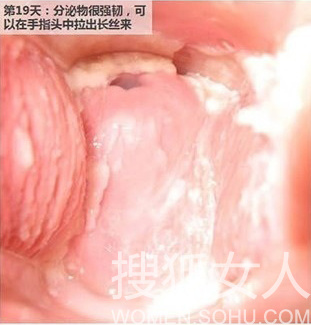 【转载】 完整月经周期 女性阴道内环境变化