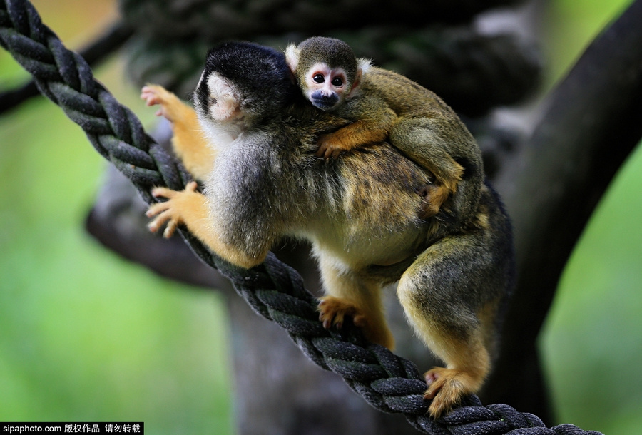 松鼠猴幼崽挂在母猴背上游玩 大眼放电萌萌哒7607359-教育图片库-大视野-搜狐
