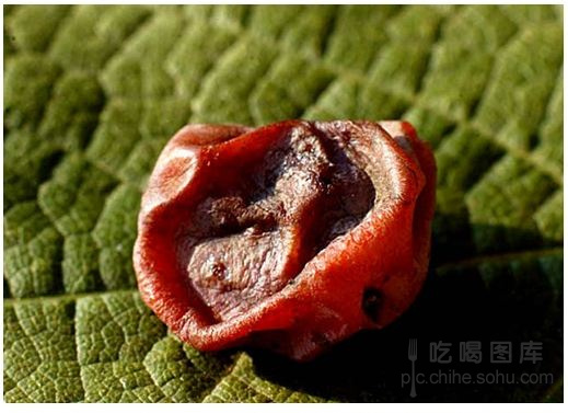 一分钟弄懂贵腐酒的贵腐菌是如何形成的