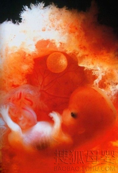 高清显微镜下:胎儿发育全过程5914179-母婴图片库-大视野-搜狐