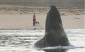 据《每日邮报》7月30日报道，一头座头鲸近日出现在加利福尼亚的海边，突然钻出水面的大块头让不少海边的...