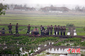 2012年6月6日，朝鲜新义州黄金坪岛上，一只装备现代的歌唱队在水稻田间表演，为插秧的农民唱催人奋进...