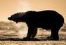 北京国际摄影周参展作品 罗伊-挪威野生动物