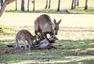 澳大利亚垂死袋鼠妈妈给孩子最后一抱