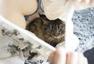 日艺术家拍猫与美胸合照 称其能抚慰人心
