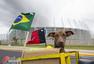 高清图：巴西墨西哥女球迷斗艳 小狗也来凑热闹