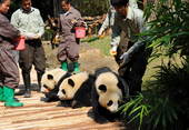 2010年11月2日，广州亚运熊猫在香江野生动物世界大熊猫中心正式与游客见面。6只来自四川的大熊猫宝...